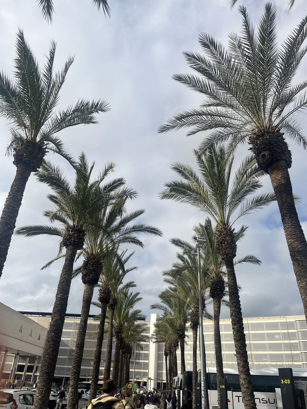 Palm trees in Spain